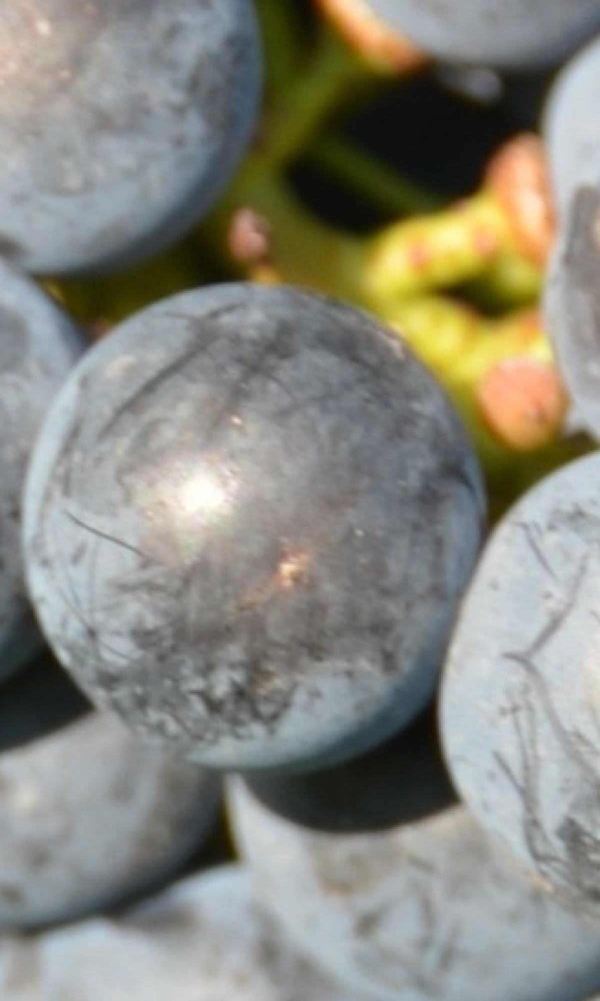 Cabernet Franc 7 Gm ANT 6421